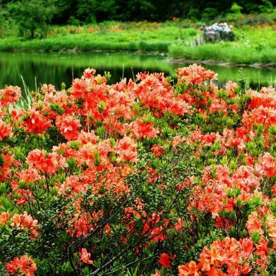 t_h_roadinfo's profile picture. 秋田県鹿角市・小坂町(十和田八幡平地域)の道路交通情報等をご案内いたします。秋田県旅館ホテル生活衛生同業組合鹿角支部の道路交通・緊急情報公式ツイッターです。