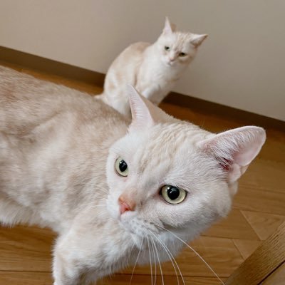 nano.RIPE イコ&のびたさんのプロフィール画像