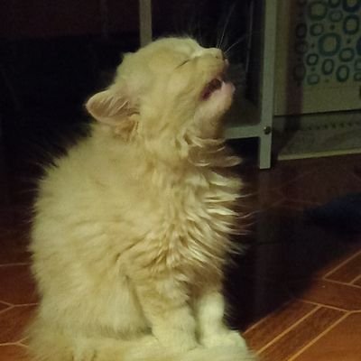 elleMsqt's profile picture. 25, He/Him | They/Them and taken 💖💛💙

Great at chance games at the arcade

Ⓐ ✵ ४