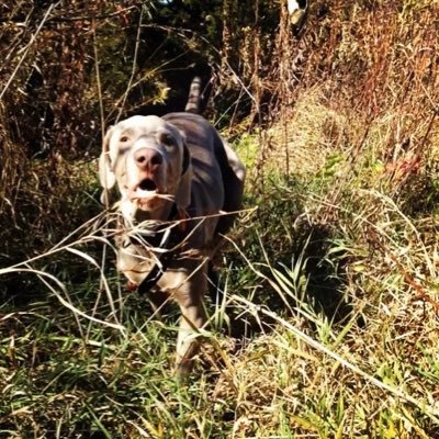 RBoffeli's profile picture. U of I ‘22