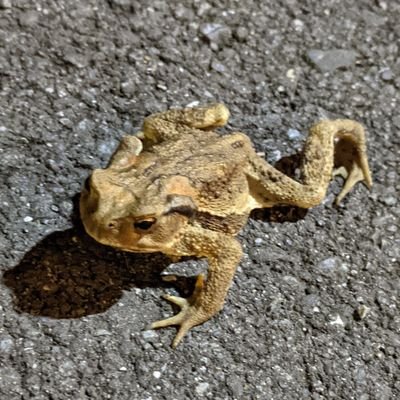 pespiend's profile picture. 