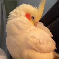 Maureen 🐤🐈(@maurnd) 's Twitter Profile Photo