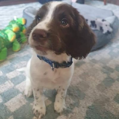 rhyscrombie's profile picture. 