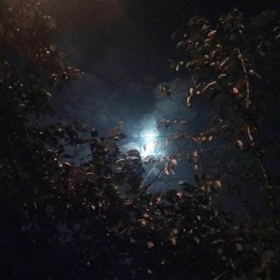 NishaSi61292088's profile picture. 