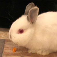 耳野郎 (@sdanlugzjdeunx0) 's Twitter Profile