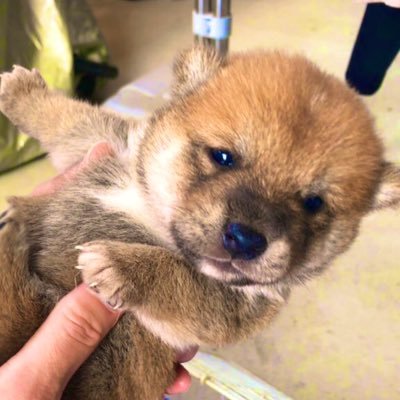 柴犬オス。2021年5月2日生。昔甲斐犬を飼ってた飼い主（夫）と、動物を飼うのが初めての飼い主のもとに2021年6月末にやって来ました🐾 犬ですが時に猫をかぶり、時に狸寝入り、時に馬の耳に念仏…。飼い主が共働きのため、投稿は週末が多いです&返信遅くてすみません💦