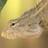 diptanshuparui's profile image
