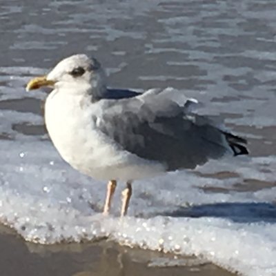 Gedankenknäul Profile