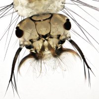 Christian 🇧🇷🇩🇪 christiannby.bsky.social (@christian_ndby) Twitter profile photo