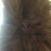 Helen Smith (@a_me_ad_vos) 's Twitter Profile