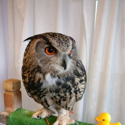 Micat_DM's profile picture. 🤺Today
🍢勝点.ゴール💥