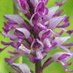 Chris Hazell (@chilternnature) Twitter profile photo