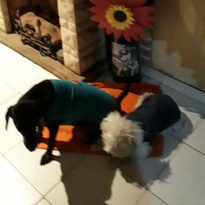 Trabajé en PROARTEL CANAL 13 como Secretaria de Dirección

ULTRA ANTIK !!!!  AMO LOS ANIMALES, SON LO MEJOR QUE HAY !!🐾🐾🥰