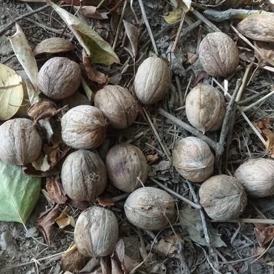 w_ates3's profile picture. Hakk’ı halka hizmette aramak... 
#kizilelma
Allah,senin iyiliğini senden iyi bilir. 
Siyonizim tüm insanlığın ortak düşmanıdır.