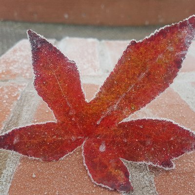 Web_DeveLia's profile picture. 