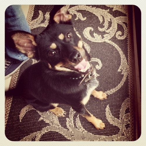 TheCocoGrande's profile picture. Hey This is Coco Grande's Twitter! Who Said Ariana's Dog cant Have Fans Dont Forget Coco is Also In the #GrandeFamily! CocoTors Rock!