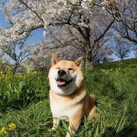 David (@kyadabid) 's Twitter Profile