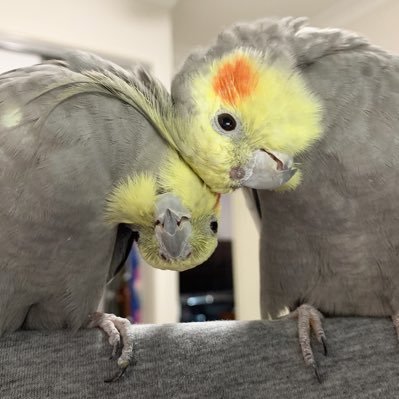 A smol honk birb with a big heart