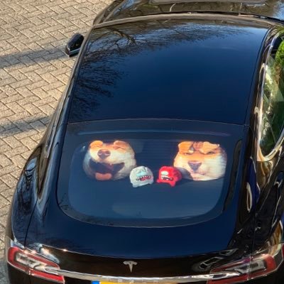 amadogecom's profile picture. Global Marketplace only #dogecoins and we will get love into this World by #DeliveryOfGlobalEquality for the people by the people. 🚀09-06 direction: MOON