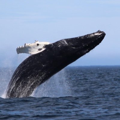 Step aboard our award winning zodiac boat tour and get up close and personal with the Icebergs, Whales. Seabirds and Sea Caves!