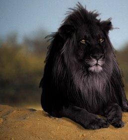 Andriovo's profile picture. 