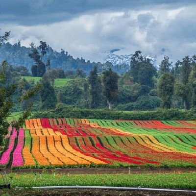 MaraBEL05280232's profile picture. PISCIS... 
NO TE TOMES LA VIDA DEMASIADO EN SERIO.
TOTAL   NO SALDRÁS VIVO DE ÉSTA💖
QUEREMOS UN CHILE SIN COMUNISTAS CORRUPTOS !!!
CHILE LIBRE