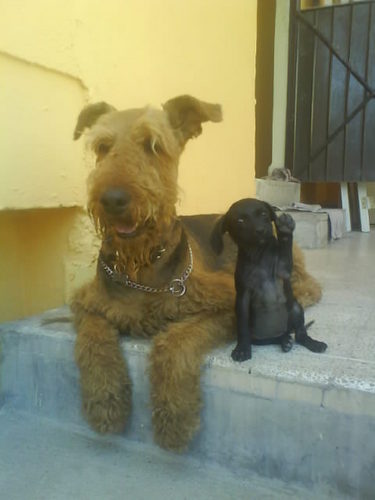 buen amigo, serio, honesto y divertido.
AMO A MIS PERROS y exijo respeto a los animales