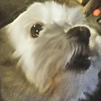 Scooter (@scooterr16) 's Twitter Profile