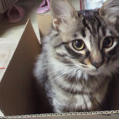 Masa06038452's profile picture. 動物好き（特に猫とお馬さん）楽しい動画や気になったツイートにこそっといいねしますが変な内容には即通報します。