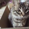 Masa06038452's profile picture. 動物好き（特に猫とお馬さん）楽しい動画や気になったツイートにこそっといいねしますが変な内容には即通報します。