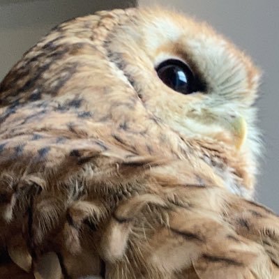 550g大きいモリフちゃんあずちゃん可愛いので写真載っけてます〜動物全般なんでも大好きです( ´∀`)良かった仲良くして下さい。いいね多めなのでご了承下さい。