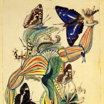 Arthropods can be found in art, explicitly or in a cryptic way. Here we highlight their presence and importance throughout the history of art.
#scienceart