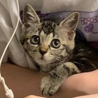 なつめ (@nutsmay_diary) Twitter profile photo