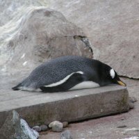 LazyPenguin 🐧 (@lmhansen98) 's Twitter Profile