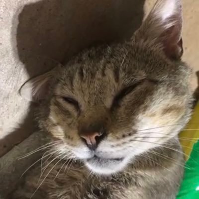 jackie57594036's profile picture. I’m gay and cool