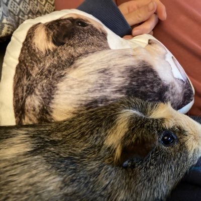 Coming out of the shadow of my piggy master and living my best cushion life