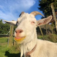 Toby 🐐 (@tobleronenz) 's Twitter Profile