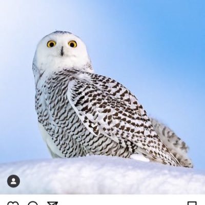 Lillianiriz's profile picture. 