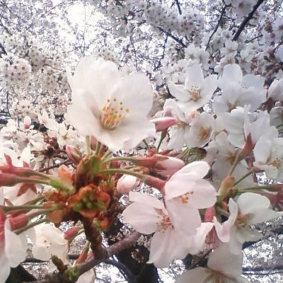 bluefly11092794's profile picture. フェイクニュースとデマゴギーの迷宮で、事実の光を探し求めてさまよいます（笑）
Not even justice,I want to get truth.（古）

言葉足らずまたは過剰で、失礼がありましたらご寛恕ください。
たいてい悪意はありませんので。

いいねは必ずしも同意を意味しません。