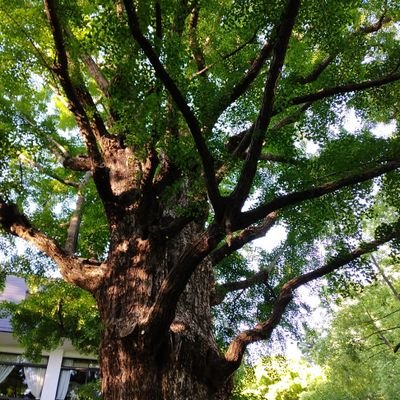 PINTO87660306's profile picture. 戦争絶対反対★強引な政権への怒りぶちまけ専用垢★政府の無茶苦茶さは許せん！自民に投票したこと無！★左右にかたよらず、ド真ん中希望、万年浮動票のノンポリ★支持政党はまだ無、個人的に応援したい政治家やっと発見（もちろん野党）★プロフィール画像は、愛する日比谷公園のネモフィラ、アイコンは首かけ銀杏★無言フォローご容赦。