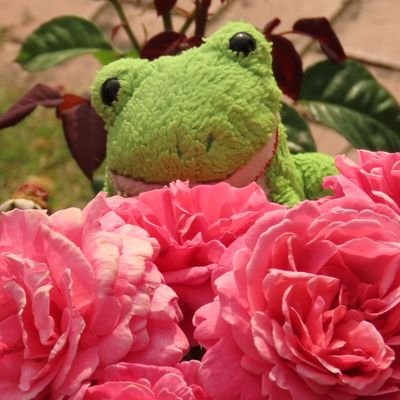 Peekaboo🐸🎻🇺🇦さんのプロフィール画像