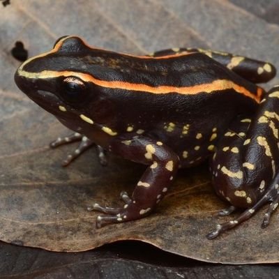sangkopipokai's profile picture. 