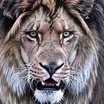 An optimist.
-IN GOD I TRUST✝️- RT's are not endorsement.
I follow back ASAP