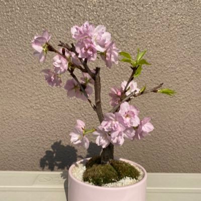 お花が大好きです💐🌸🌹🌼🌷🌺空や綺麗な景色や動物も好きです🏞🌅🐶😸ミニチュアダックス リュウ2021.4.19 15歳10か月🌈 いいね❤が消えて困っています😭別垢@KD0pCM5mFMPr0pmで自然な風景を撮影してツイートしています🍀