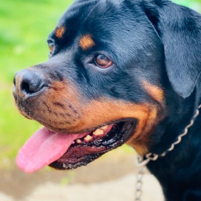 Oso the Rottweiler