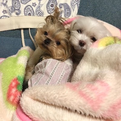 AE95146361's profile picture. one piece 車 スニーカー ファッション ワンコ好き