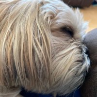 Odette MacDonald (@odettemacdonal3) 's Twitter Profile