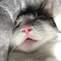 うちこ(63.9kg) (@uchikoget1) 's Twitter Profile Photo うちこ(63.9kg) (@uchikoget1) 's Twitter Profile Photo