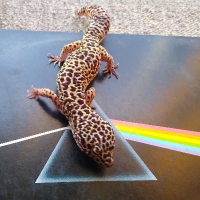 drummeryisus's profile picture. 