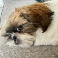 BearFx (@redbadbear) 's Twitter Profile